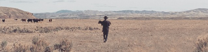 A cowboy carries a cow across an open field.