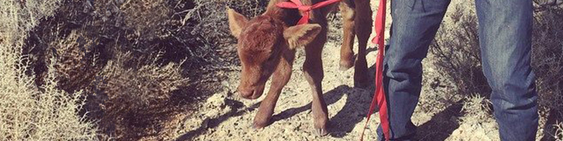 Blog_Cow_01